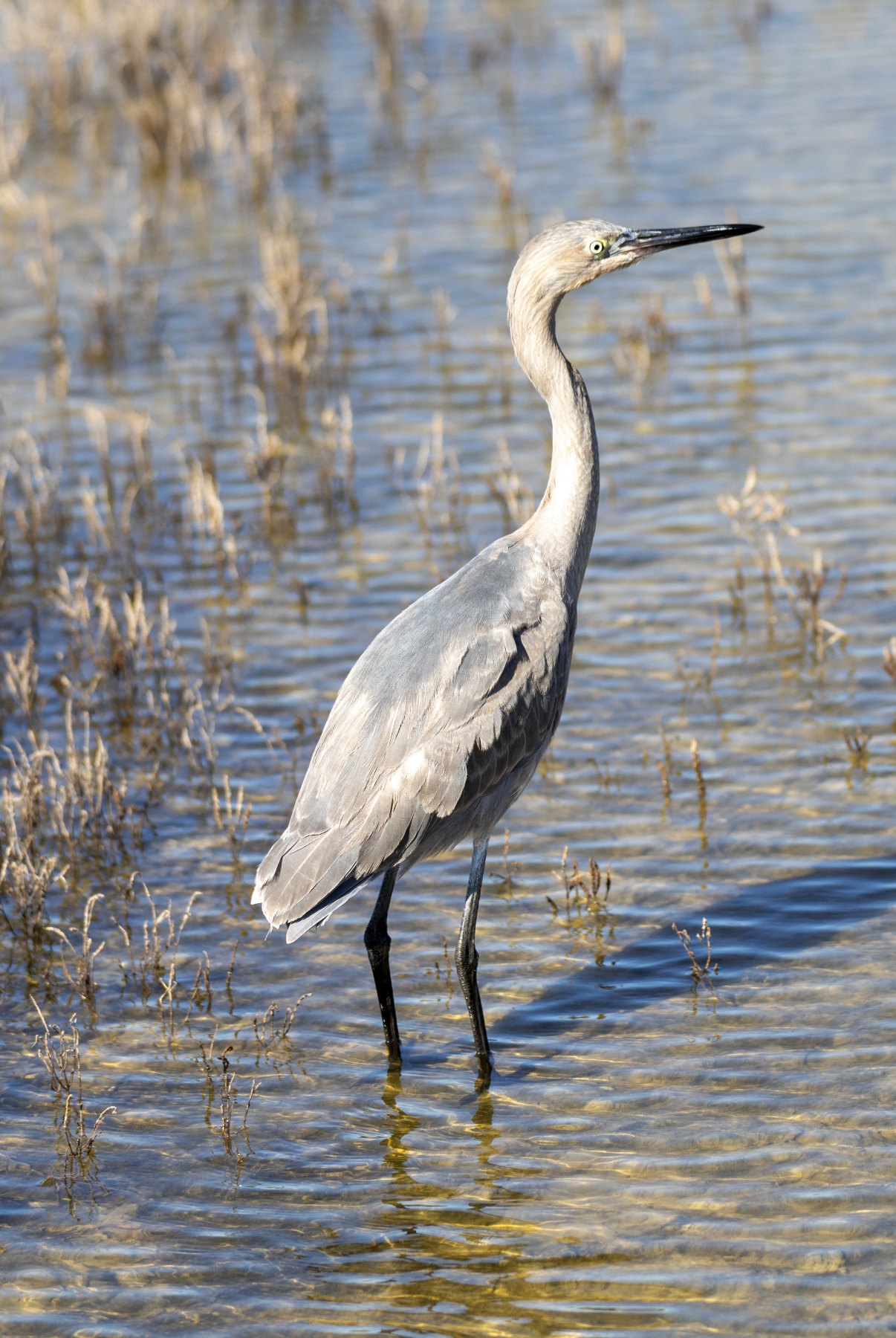 Young Grey Heron, Aransas National Wildlife Refuge, Texas